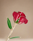 24k Gold Dipped Preserved Rose